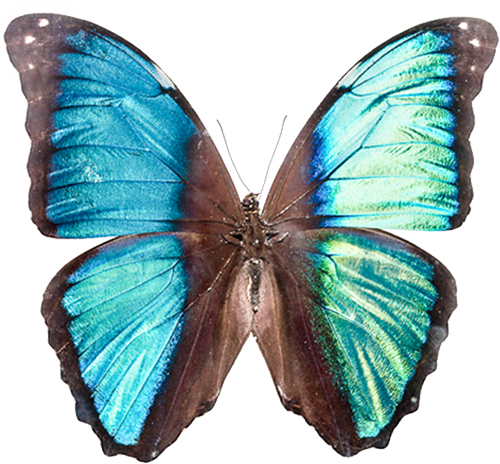 Download The Series Wallpapers For Your Mobile Device - Cyaniris (500x464)