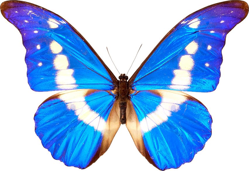 Blue Butterfly Transparent Background Wwwimgkidcom - Simple Student Ministry (851x585)
