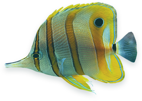 Https - Tropical Fish (488x348)