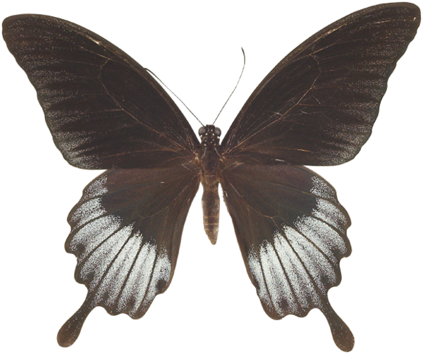 Swallowtail Butterfly Insect Pipevine Swallowtail Black - Graphium Codrus Celebensis (600x503)