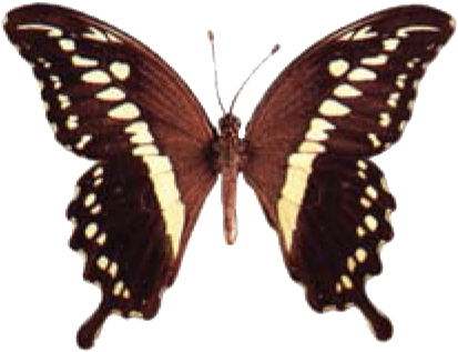 Swallowtail Butterfly Identification - Papilio Lormieri Lormieri M (427x328)