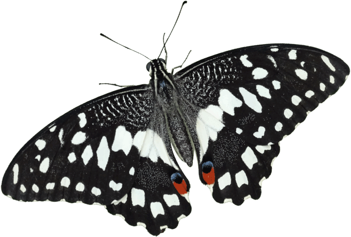 Common Lime Butterfly - Callaway Gardens (717x484)