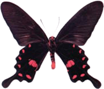 Swallowtail Butterfly Identification - Swallowtail Butterfly Png (377x328)