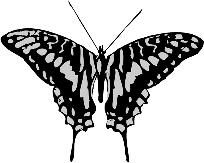 Black And Grey Butterfly Drawing - Black And Grey Butterfly (709x566)