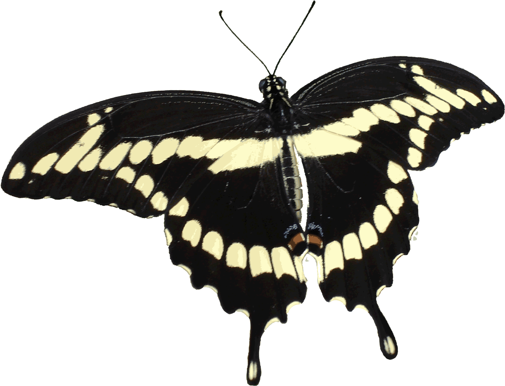 Fabulous Giant Swallowtail Butterfly Transparent Background - Giant Swallowtail Butterfly (2012x1543)