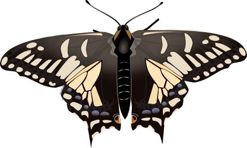 This Image Rendered As Png In Other Widths - Papilio Machaon (500x300)