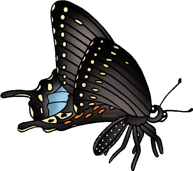 State Butterfly Of Oklahoma - Black Swallowtail Butterfly Clipart (648x576)
