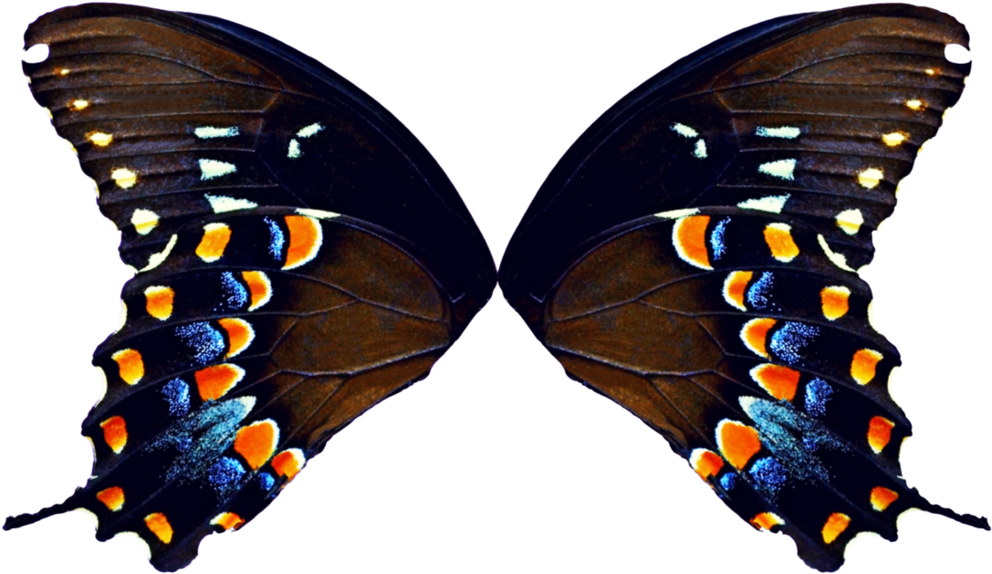 Butterfly Wing Wallpapers - Purple Butterfly Wings (1123x711)