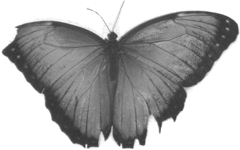 Mummy Will Be A Blue Morpho Butterfly - Brush-footed Butterfly (500x308)