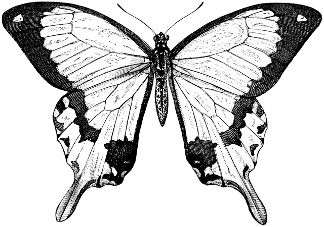 Butterfly, Nature, Animal - Tartan And Zebra 'christmas Butterflies' Greeting Card (640x450)
