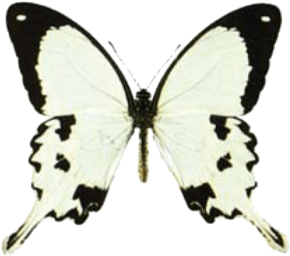 Butterfly House At Put In Bay - Butterfly (459x386)