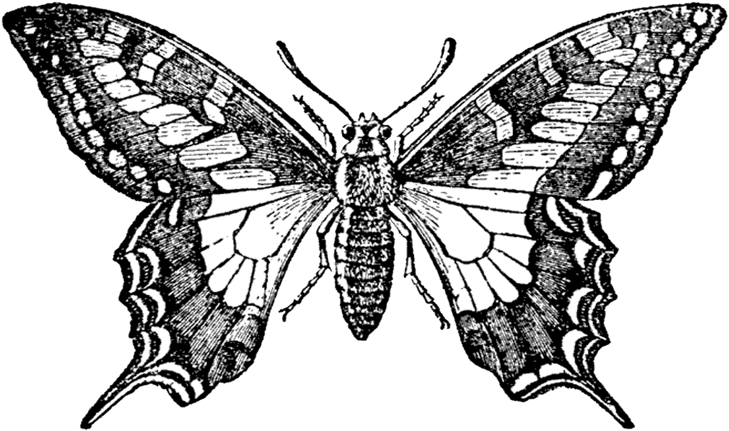 Laminas En Blanco Y Negro - Butterfly With Pointed Wings (1600x984)