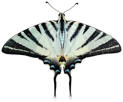 Butterfly Png Transparent Ali Moth Papilio - Transparent Moth (408x340)