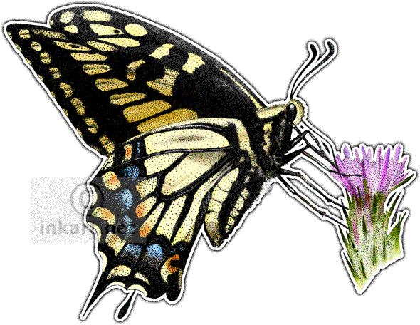 Anise Swallowtail Butterfly Art Decal - Drawing Of Swallowtail (590x456)