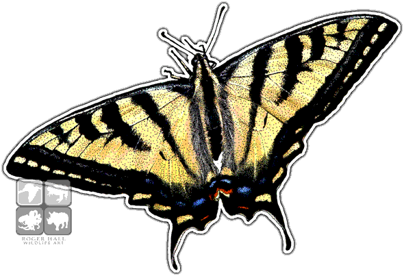 Western Tiger Swallowtail Art Decal - Western Tiger Swallowtail (590x403)