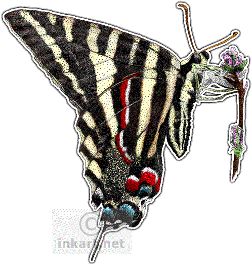Zebra Swallowtail Butterfly Decal - Zebra Swallowtail Butterfly Rectangle Magnet (510x537)