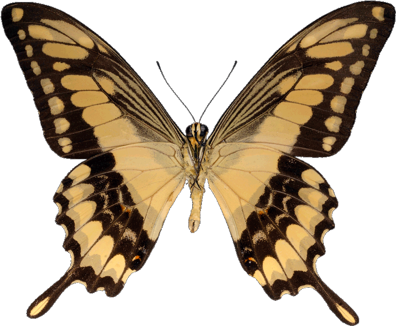 Mariposas Amarillas (900x747)