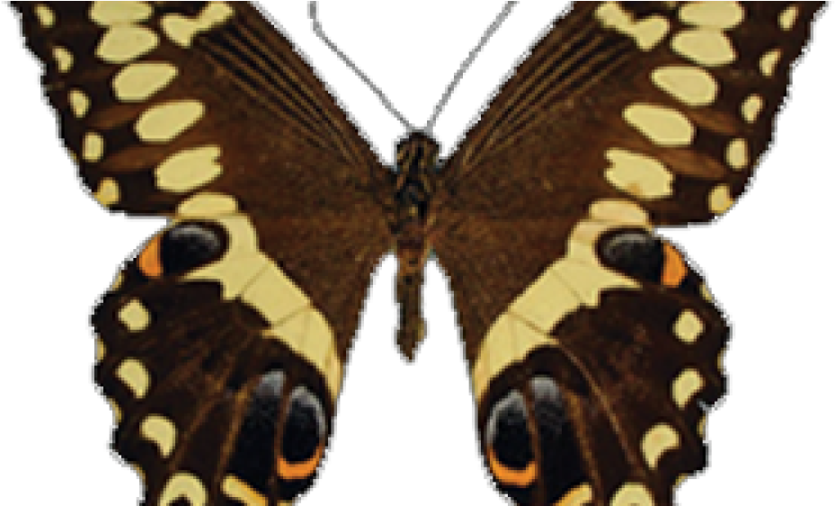 Emperor Swallowtail - Butterflies - Papilio Ophidicephalus (1000x562)