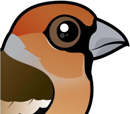 The Hawfinch Is A Large-sized Finch That Lives Across - The Hawfinch Is A Large-sized Finch That Lives Across (440x440)