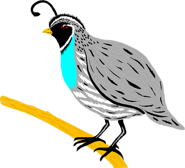 Bird Branch Wings Feathers Species Quail Q - Quail Clipart (374x340)