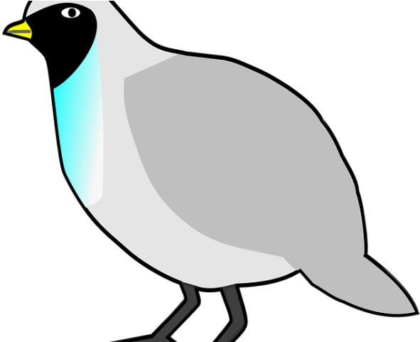Quail Clipart Quail Bird - Cartoon (640x480)