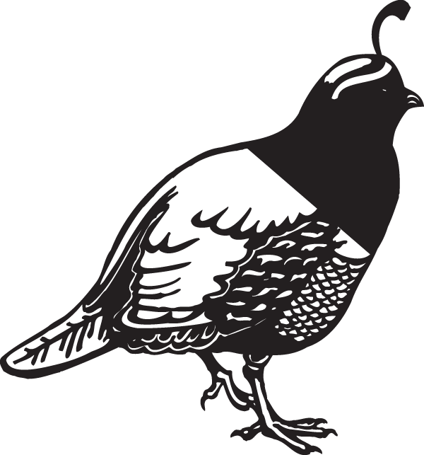 Quail Clipart Black And White (600x643)