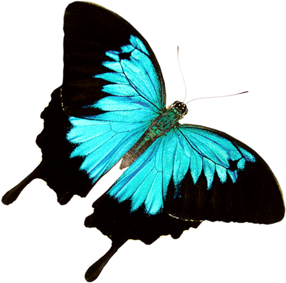 Perspective Image Of Butter Fly Butterfly World Where - Butterfly (593x598)