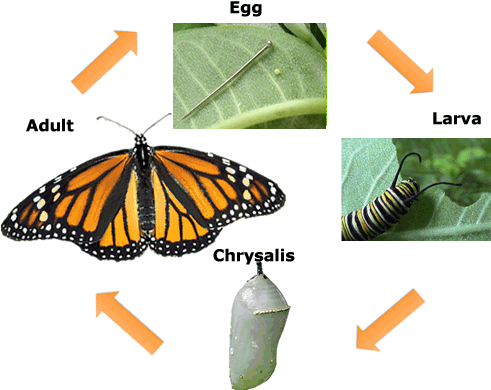 Butterfly Life Cycle Drawing Lifecycleflying - Angangueo (525x425)