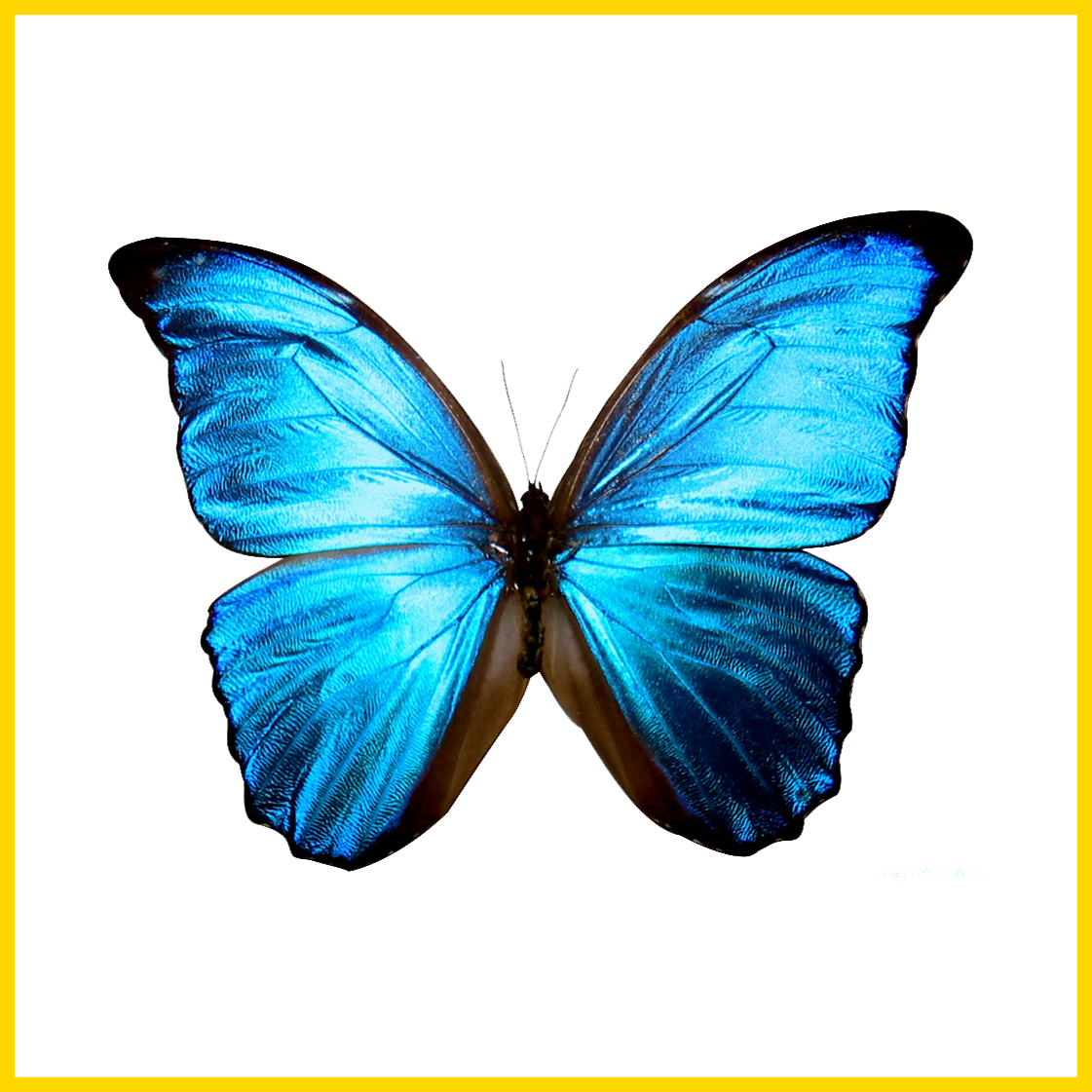 Shocking Blue Butterfly Printable Butterflies And Insects - Blue Butterflies Life Is Strange (1121x1121)