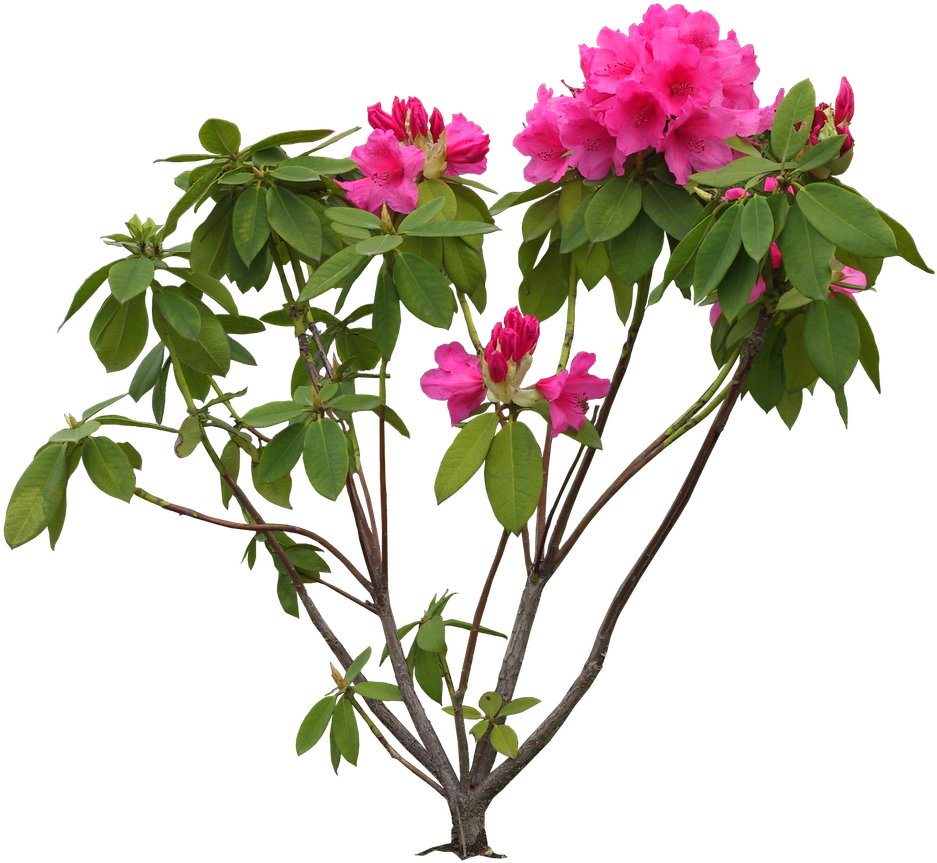 Flower Rhododendron Clip Art - Flower Images Hd Psd (1600x970)