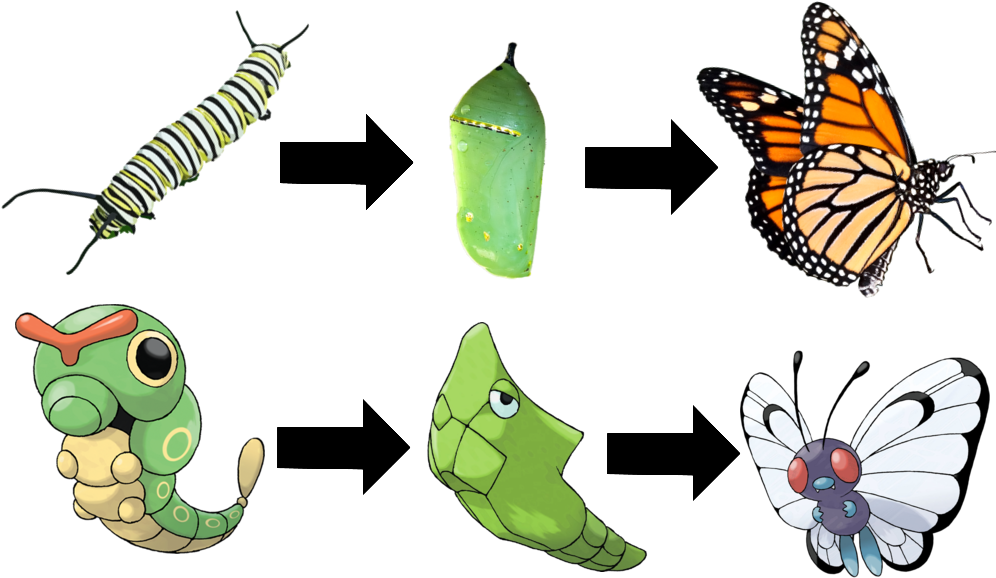 Evolution The Physics Of Pokemon - Evolution Of A Butterfly (1000x631)