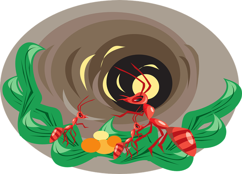 Ant Clipart Purple - Ant (800x576)