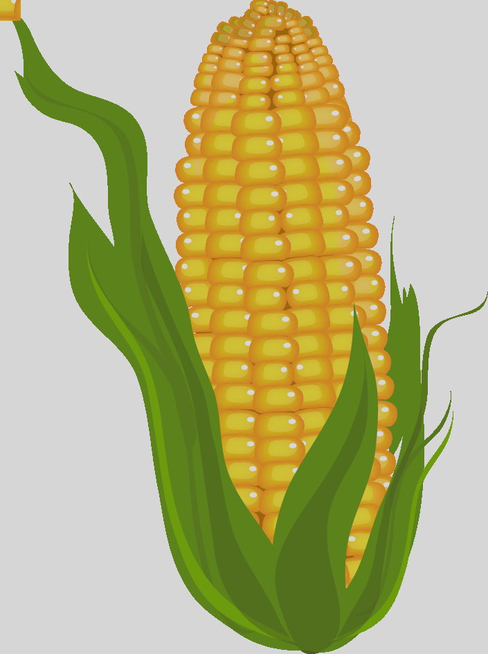 Free To Use & Public Domain Corn Clip Art Free To Use - Corn Clipart (705x945)