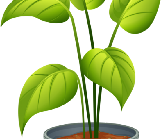 Bushes Clipart Different Plant - Clip Art (640x480)