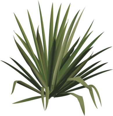 Ian Symbol Yucca Spp - Yucca Plant Drawing (389x400)