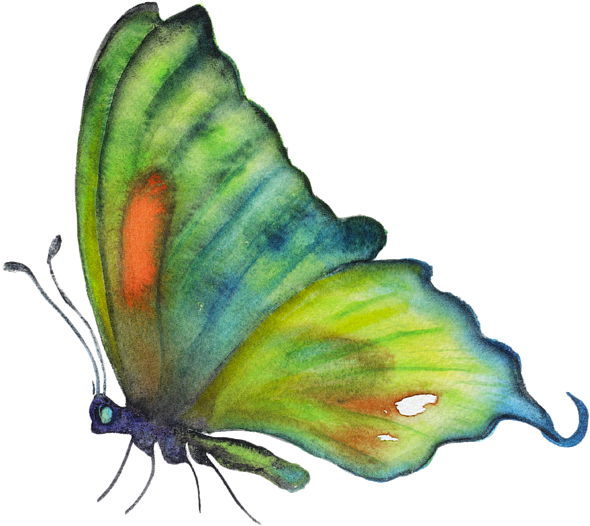 Click And Drag To Re-position The Image, If Desired - Lycaena (600x599)