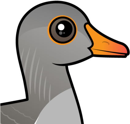 About The Greylag Goose - Greylag Goose (440x440)