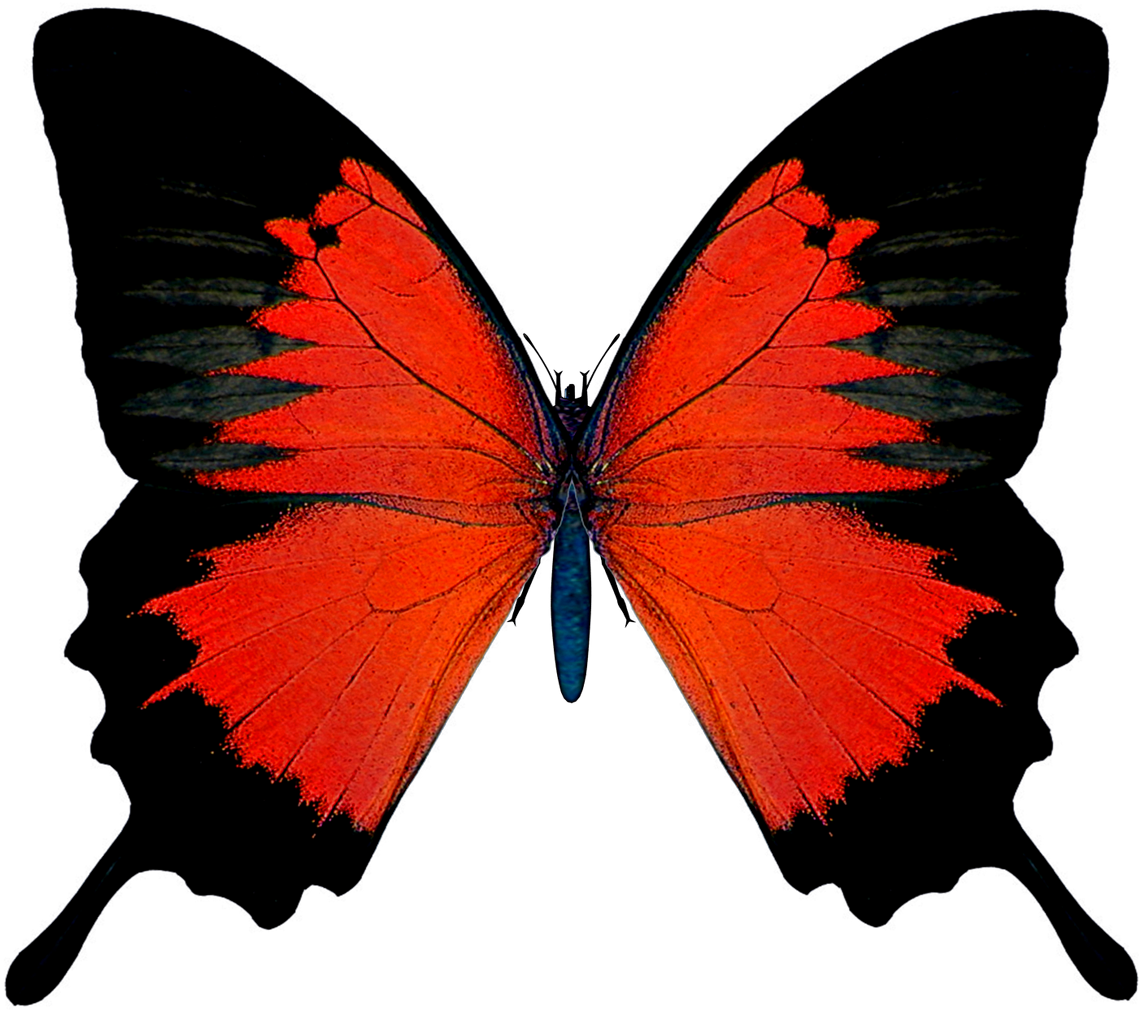 Butterfly Red Admiral Clip Art - Red And Black Butterfly (1200x1076)