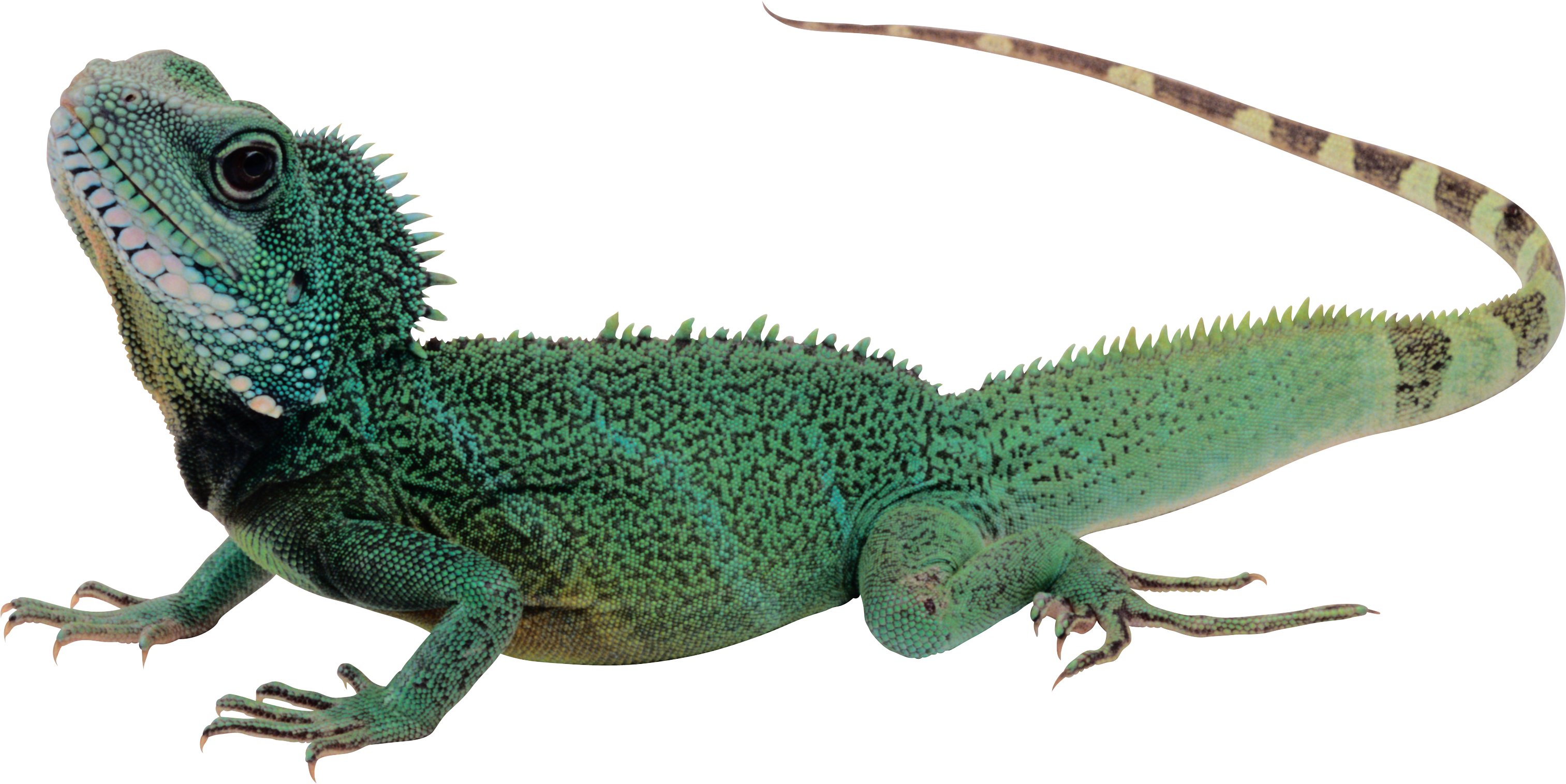 Use On Your Powerpoints Lizard Png Image With Transparent - Lizard Png (3026x1515)