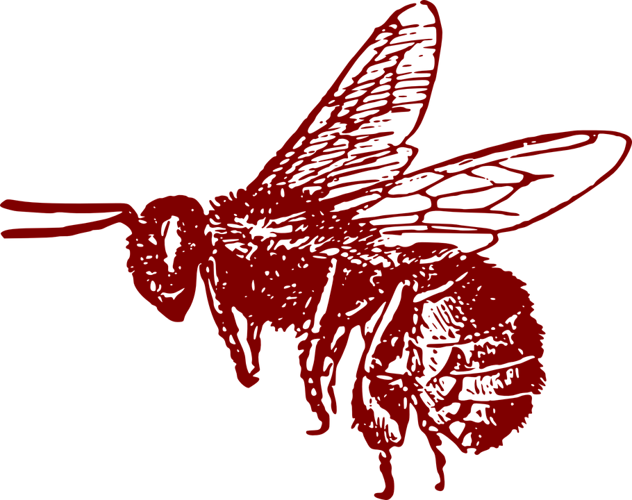 Honey Bee Illustration 26, Buy Clip Art - Bee Clip Art (910x720)