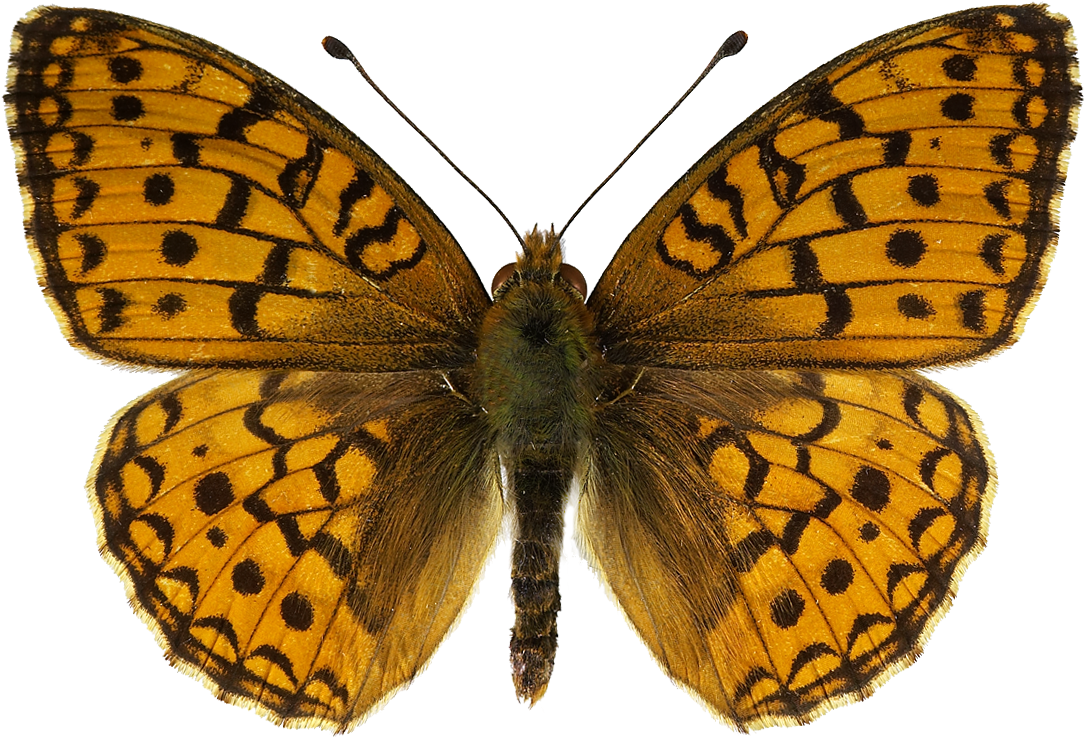 Argynnis Niobe - Niobeperlemorvinge - - Aglaia Farfalla (1098x763)