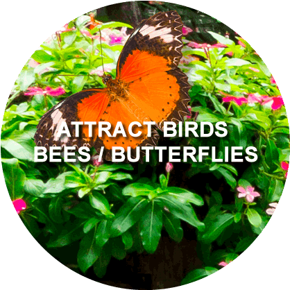 Attract Birds, Bees & Butterflies - Vanessa (butterfly) (480x480)