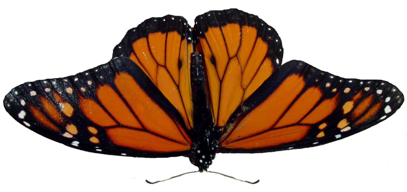 Butterfly Png Image - Angangueo (1600x755)