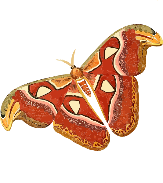 Large Yellow Butterfly Pictures Download - Atlas Moth Clipart (534x599)