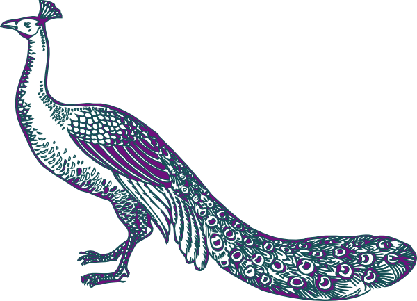 Match Purple And Teal Peacock Clip Art - Purple And Teal Peacock (600x433)