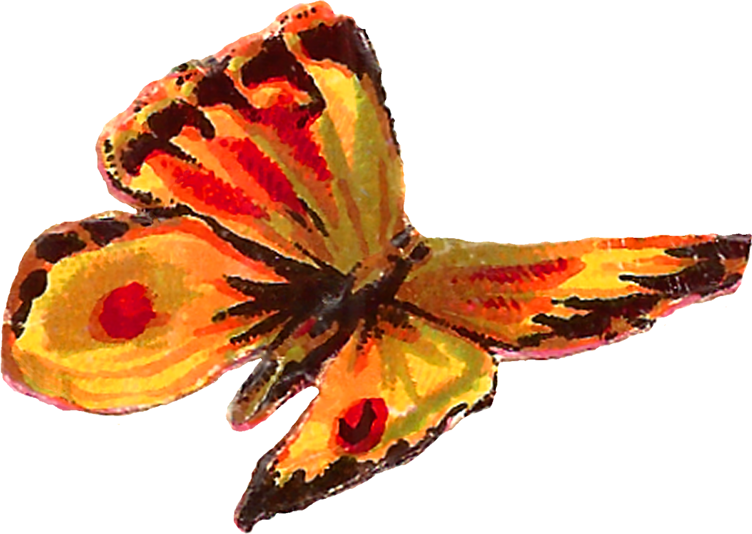 The Second Digital Butterfly Clip Art Is Of The Common - Stock.xchng (1600x1190)