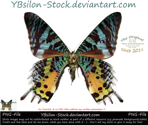 Butterflies Brushes By Roula33 Blue Yellow Butterfly - Vanessa Cardui (600x532)