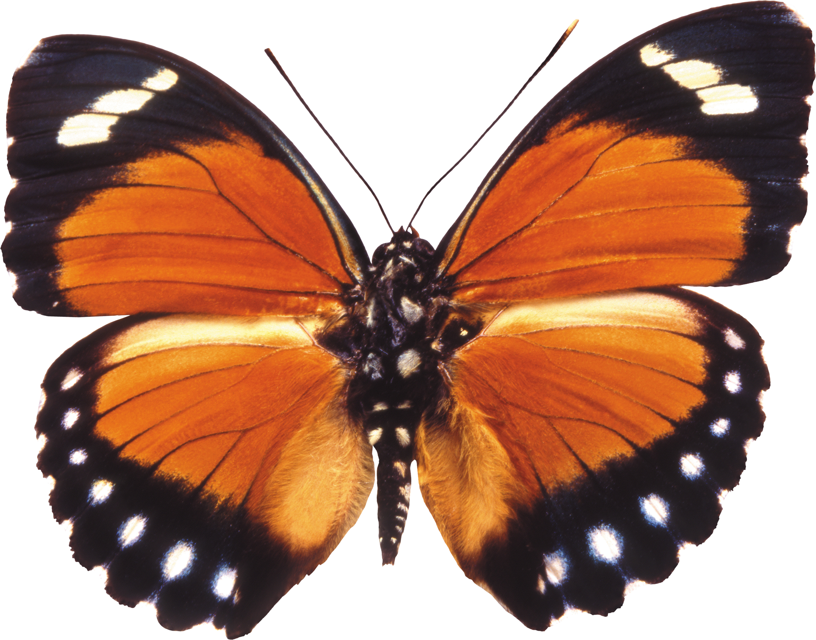 Butterfly Clipart Download Png Image - Бабочка Png (2800x2196)