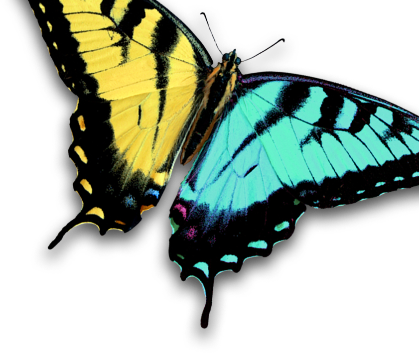 Summer Lilac (841x709)