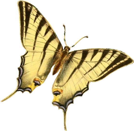 Leaping Frog Designs Vintage Clip Art More Butterflies - Genera & Species Of B Butterflies 1860 Linnaeus (576x792)